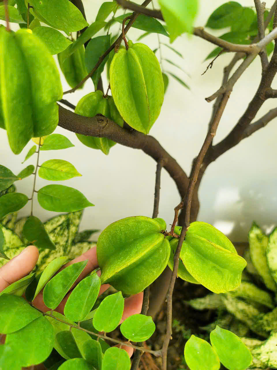 Dự án tiểu cảnh vườn nhà phố Long Biên 